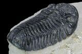 Pedinopariops Trilobite - Mrakib, Morocco #125200-5